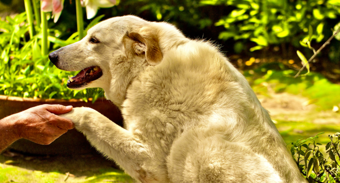 Using Your Mind to Talk to Your Pets Using Your Mind to Talk to Your Pets